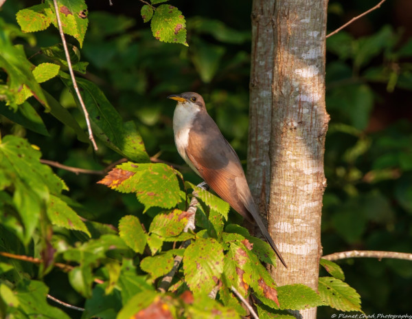 A yellow billed cuckoo with brown feathers and a white belly perched on a small branch with green leaves and a brown tree to its right