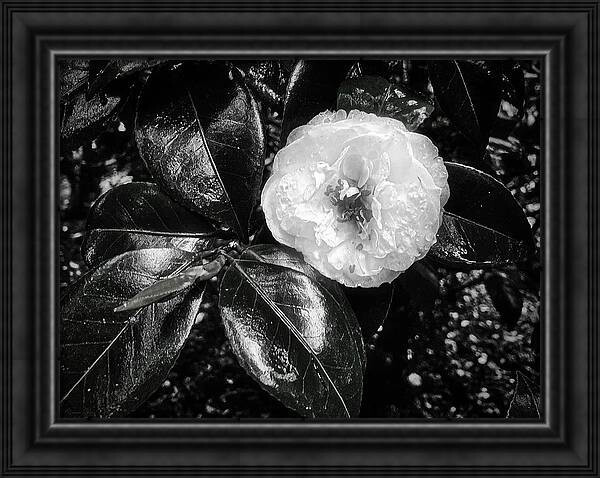 The Camellia japonica. With or without frame. Print Here https://marco-sales.pixels.com/featured/1-camellia-japonica-marco-sales.html  🕊️ 