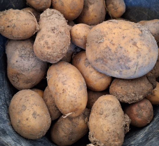 Ein Kübel voller Kartoffeln