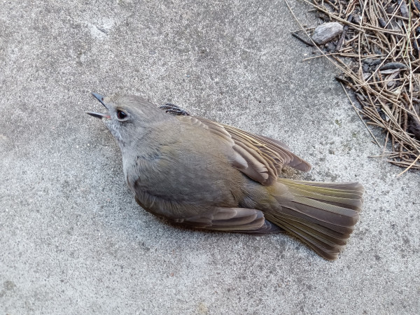 small brown and grey bird sitting on concrete with his beak open wide