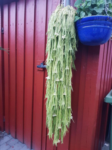 A cascade of hanging branches of Hoya linearis with light green leaves and white flowers is seen against a backdrop of a reddish-brown bikeshed. Also seen: a blue ceramics pot with a Pelargonium.