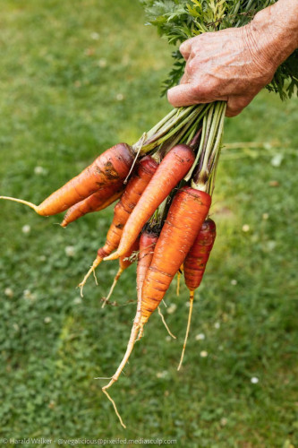 Gardener holding a bunch of freshly harvested carrots