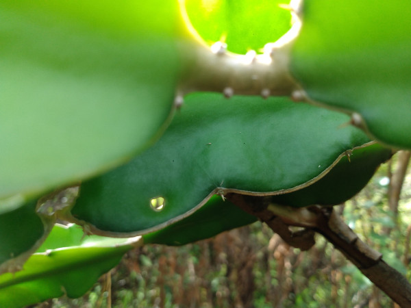 close-up of a dragonfruit plant with a little hole in its flesh. the hole is healed and the plant is fine.
