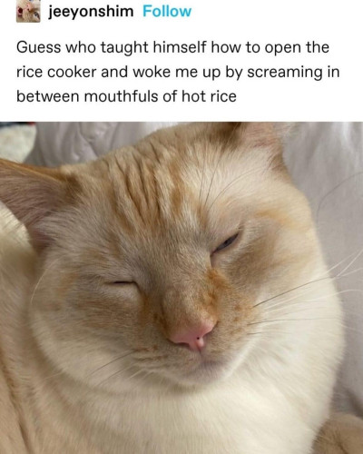 Cat who ate hot rice
