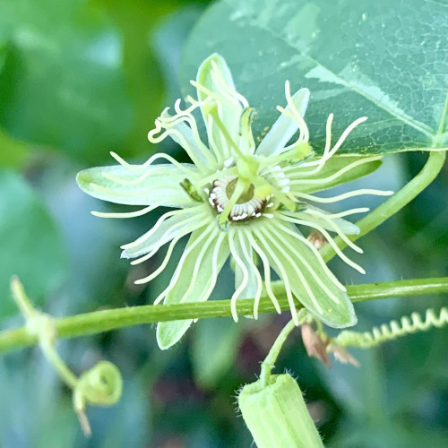 A small green passionflower. The whole flower gives the impression of an exploding star. The 5 sepals are larger and are long thin and pale green. The 5 petals are thinner, shorter and white. The long thin white filaments are as long as the sepals and are fewer in number than other Passiflora. A (probably) inexact count is 33. The ovary and stylus are also smaller and green. The operculum (ring around the center) is white. 

It is sticking up from a stem on a thin vine. Opposite is another bud. Behind the flower is a sea-green watermarked leaf. 