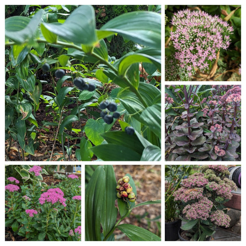 Collage of 6 photos from the garden today.  The largest picture is a Solomon's Seal with dark blue berries hanging below the stem.  From the upper right corner clockwise: a light lavender sedum flower head, a large sedum with dark purple and green leaves and dark pink flowers, a sedum with a very large flower head with pink flowers, berries on Solomon's Plume that are mostly green and only slightly leaning towards red, a sedum with very bright pink flowers.