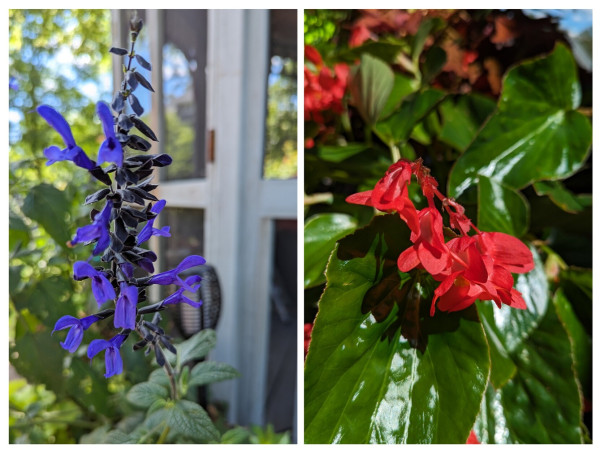 2 close up photos of flowers.  On the left is a deep blue flower that spikes above the foliage and on the right is a solid red flower with very shiny green leaves.