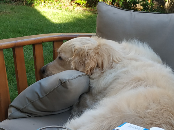 Oberon the Golden Retriever reclining on a garden taupe sofa cushion, head resting on a side pillow of the same colour. 