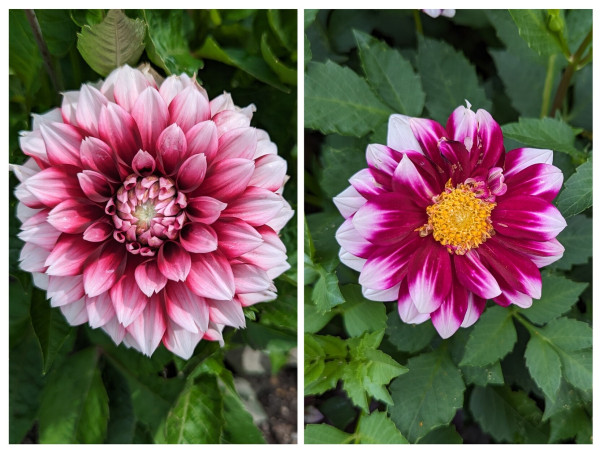 Collage of 2 photographs of dahlia flowers. The one on the left is very full with white outer petals fading to deep pink to dark red in the center. The one on the left is a more open flower (more daisy like). The petals are deep pink with light pink tips and the center is golden yellow.