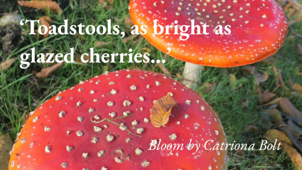 Two mushrooms, with a quote from Catriona Bolt's short story Bloom: 'Toadstools, as bright as glazed cherries…'
