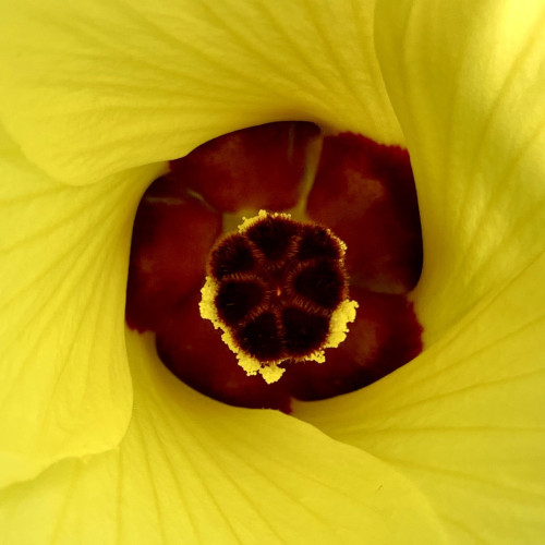 Yellow swirl of petals with a deep red/burgundy center. The camera focus is on the dark red fluffy stigma in the center in a round cluster of 7 anthers. There are bright yellow anthers in a ring around the cluster. It is surreally colorful. 