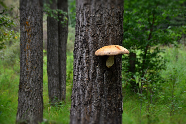 classic looking mushroom with a whitish stem and broad beigey-tan cap, growing right out of the trunk of a tree, about eye-level. The bark is grey and dark grey, very rough with deep vertical furrows. Behind are several more of the same kind of tree trunk some with orange lichens, and surrounded by green grass and smaller shrubs and trees including a small birch. Light is even and overcast.