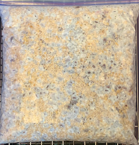 Transparent plastic bag full of tempeh in process, mostly white but with some green areas.