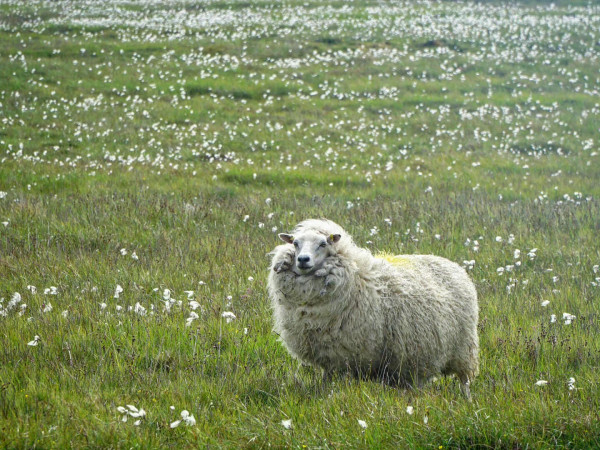 A white sheep stands surrounded by tufty white cotton grass and green grass 