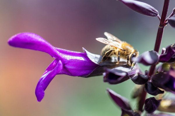 A purple salvia flower with a bee trying to get some nectar.