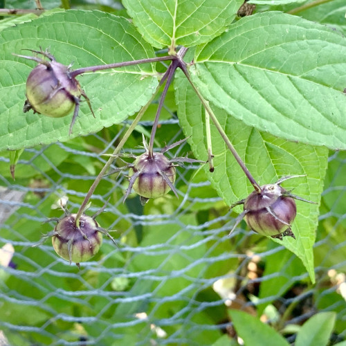 A picture of a cluster of 4 berries on long purple stems. The berries are flattened and round, and have purple pointed leaflets at the base of the berry on the berry. They are partially turning a shade of purple, and they have dark purple veins. Eventually, they should be almost black. They emerge from green leaves that are deeply veined. The plant is being held up by chicken wire. ￼