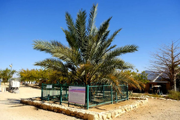 This is a photo of the original Judean date palm grown in 2008 (and later pollinated when more seeds were germinated successfully).

It shows a large palm enclosed in an area in Israel.