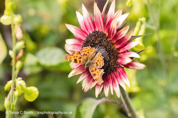 Photograph of a Comma butterfly on a strawberry blonde sunflower in an English garden.