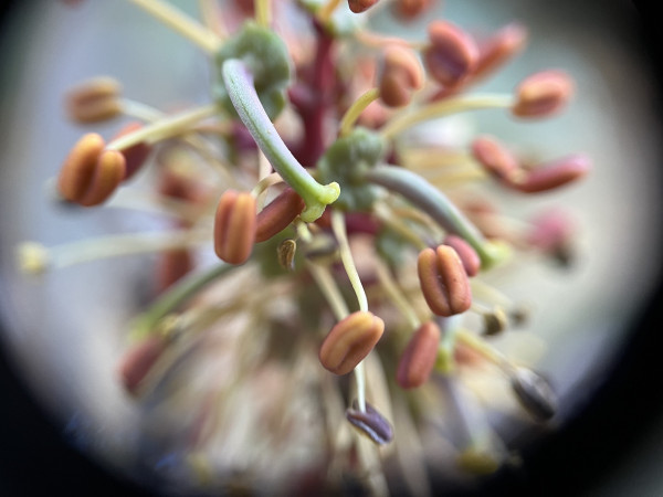 A 10x close-up through a loupe of a perfect (it has both male and female sexual organs) carob flower. The flower has no petals, but is a raceme of several bare flowers in a spiral around the raceme's stem. The flowers have a central female part, the pistil, and 5 male parts, the stamens.