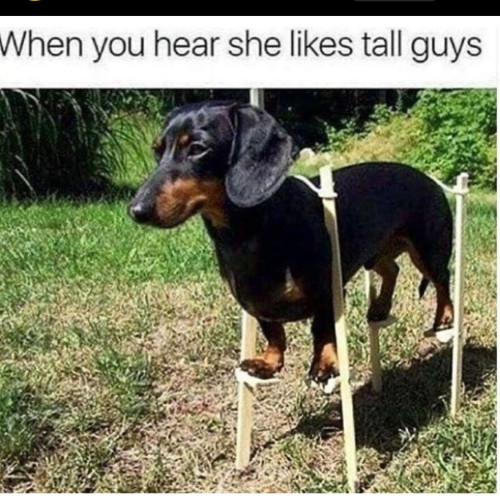 A picture of a dog on stilts with the text "When you hear she likes tall guys"