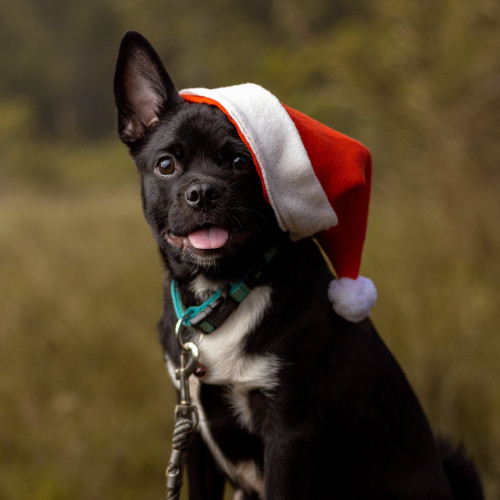 A young, black and white dog, looking cutely at the camera, wearing a Santa hat over one ear
