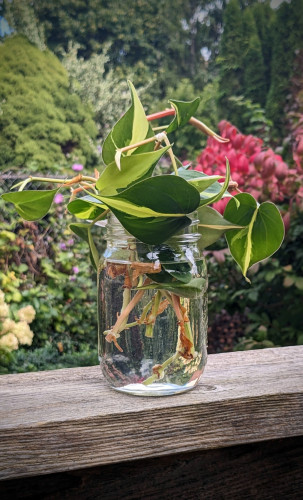 Cuttings of a philodendron 'Brazil' houseplant placed in a mason jar full of water. The jar is sitting on the railing of a backyard deck, and colourful garden plants are visible in the background.