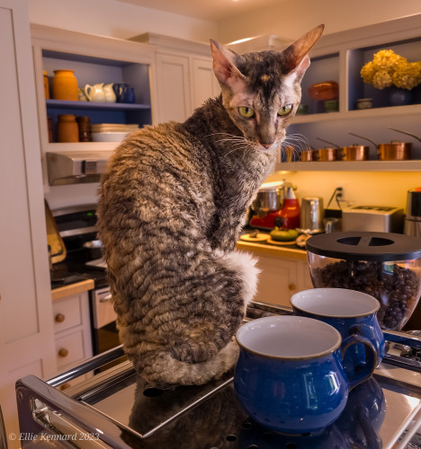 A slender bodied brown and black tabby cat with short curly hair has turned her head over her shoulder to look at something. She is sitting on the top of a coffee machine, because it's warm, next to a couple of blue and white fat coffee cups. There is various kitchen paraphenalia in the background.