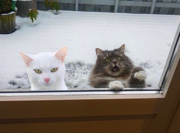 two cats waiting to be let in side -- an all-white (pink nosed) cat with yellow eyes and a look of anger on its face. The other at is a grey brown tabby with it's mouth open, one foot on the door's window, and a look of bafflement on its face