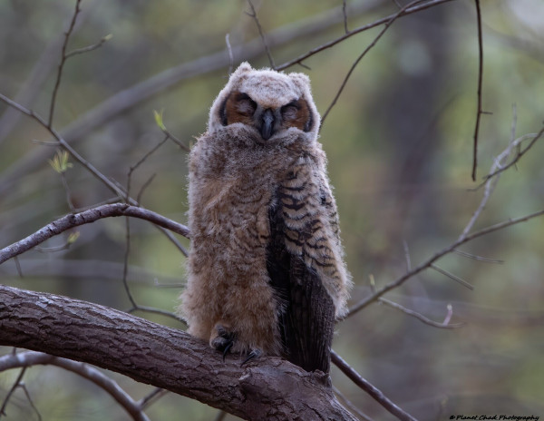A juvenile great horned owl also called an owlet perched on a tree. It feathers are a mix of brown and white and it is sleeping with its eyes closed. the background is all forest.