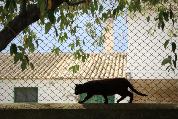 Se puede ver un gato negro caminando sobre un muro de una casa de campo.

You can see a black cat walking over a wall off a field house.