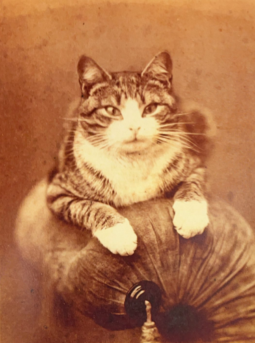 Richly sepia toned photo of an adorable shorthaired tuxedo tabby sitting on the arm of a fancy upholstered chair or bench. The cat looks brightly toward the viewer.
