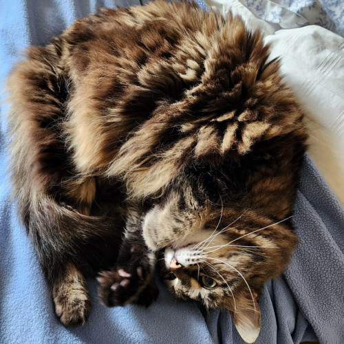 Our mostly-Maine Coon cat with medium-long floofy black, tan, and white fut, curled up in a ball with her face angled slightly out. Her front two paws are crossed over each other holding on to the tip of her tail.