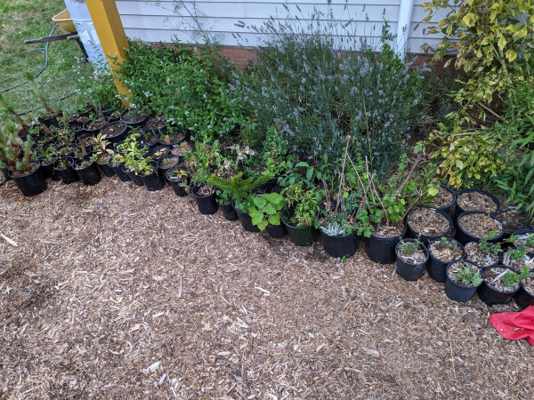 A collection of black nursery pots: Italian stone pine, monkey puzzle tree, pacific crabapple, willow, pear and apple wildings, sweet chestnut, grape vine, pawlonia, walnut, in front of lavender, fennel and mint. 
