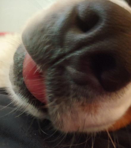 Extreme closeup of a dog's nose and mouth with tongue just beginning to stick out