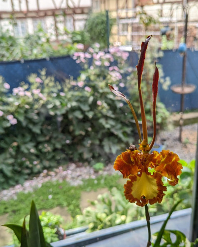 dramatische Orchideenblüte in gelb und rostorange