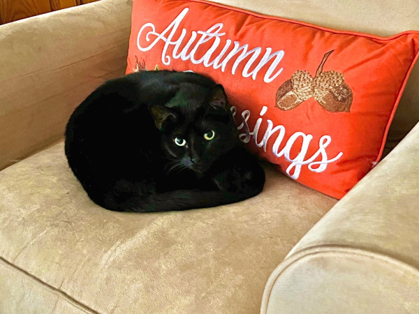 A black cat named Jet is sitting in a chair with a pillow behind her that has writing on it and reads, “Autumn Blessings”.