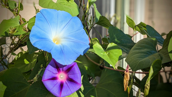 A bright blue morning glory flower, above a smaller purple morning glory flower.