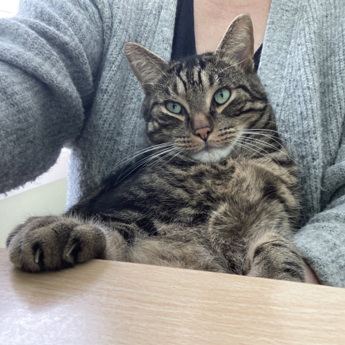 A well fed tabby sitting on his human’s lap at a desk 