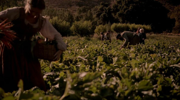 A group of people pulling vegetables out of a lush field