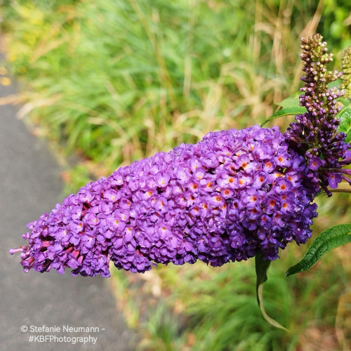 An umbel of Summer lilac. The flowers have dark purple petals and a bold orange centre.