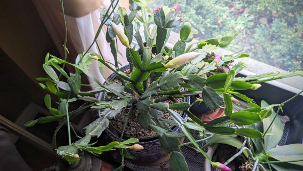 Phone photo of the cactus mentioned in the post, in its place by the windowsill. There are flower buds on the pink, red, yellow, and white segments, some of which are nearly ready to open.