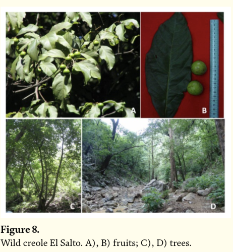 Screenshot of a panel of four photos of avocado trees, leaves, and fruit, showing very small round fruit. Label reads "Figure 8. Wild creole El Salto. A), B) fruits, C), D) trees."