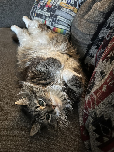 Photo of my cat laying on her back on the couch. She is looking past the camera with her paws curled up o er her belly and her legs stretched out. She’s very fluffy. 