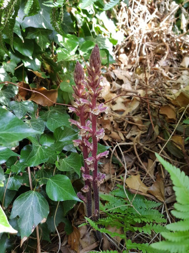 Two young inflorescences of Ivy Broomrape amidst Ivy, ferns and withered sun-lit leaves.