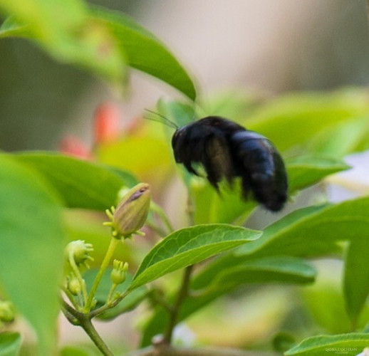 A black bee in flight by a flower bud. 