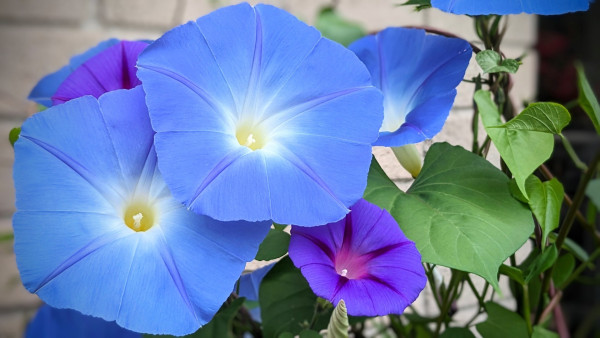 A cluster of bright blue morning glory flowers on the vine. There are also some smaller purple morning glories.
