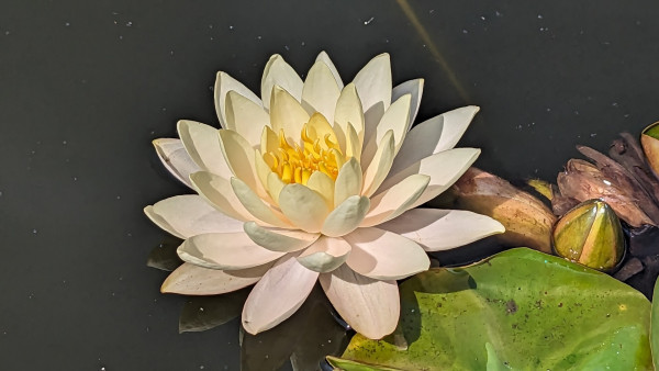 A mostly white water lily.
