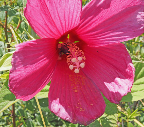 This is a big fuchsia-colored swamp rose mallow (also known as swamp hibiscus) flower. A big bumblebee is inside, getting some nectar. 