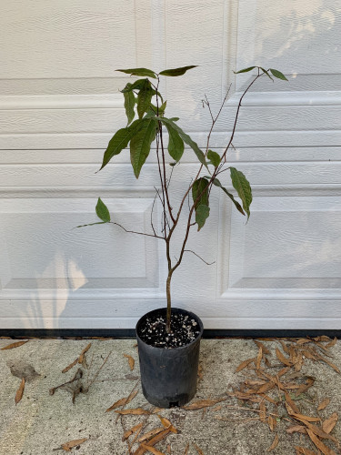 A sad straggly plant with just a few leaves at the tips of long bare stems. It is potted in a black pot and is sitting in front of a white garage door. There are some brown dried willow oak leaves on the ground. 