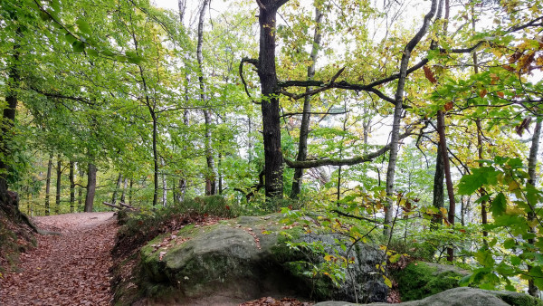 Herbstlicher Wald in der sächsischen Schweiz.
Links ist ein Wanderweg mit rotbraunen Laub bedeckt. Rechts am Weg sind Felsbrocken zu sehen. Die Bäume haben noch grün gelbe Blätter. Leichter Nebel ist zu erkennen.